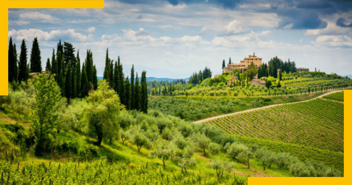 Vineyards in Chiniati Region ,Florence