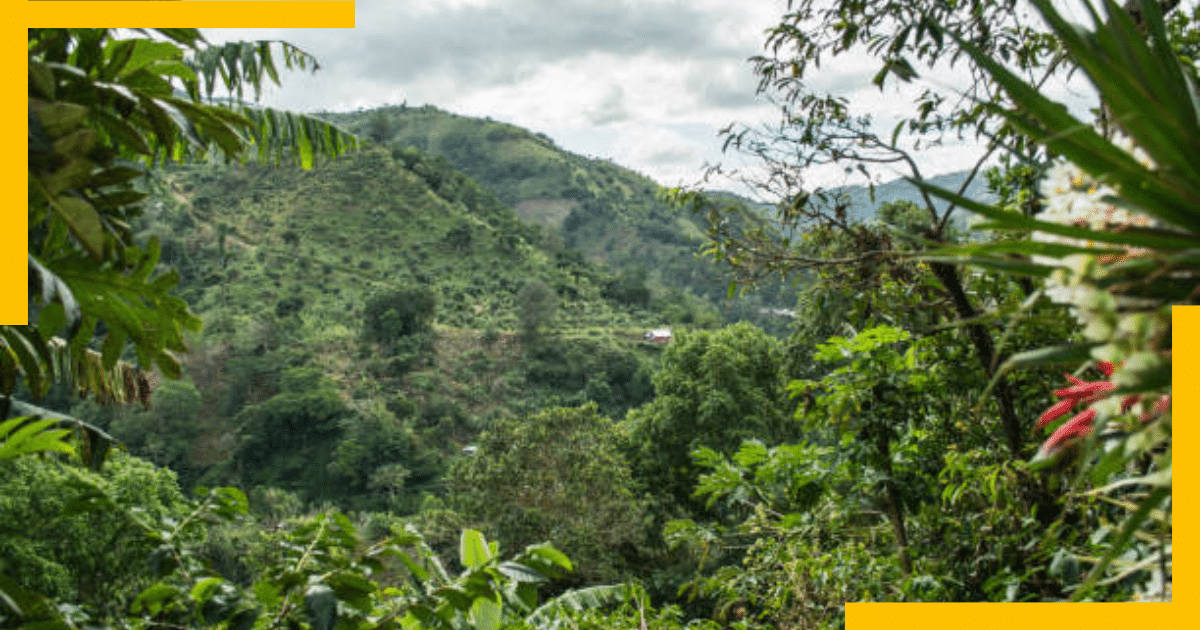 Forest in Jamaica