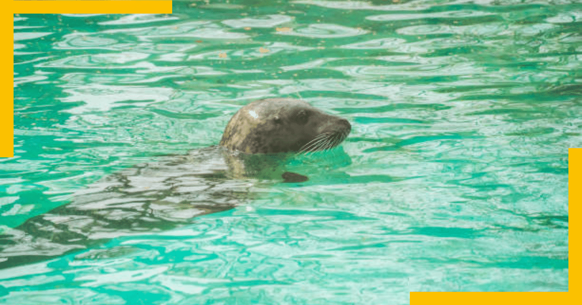 A seal in water