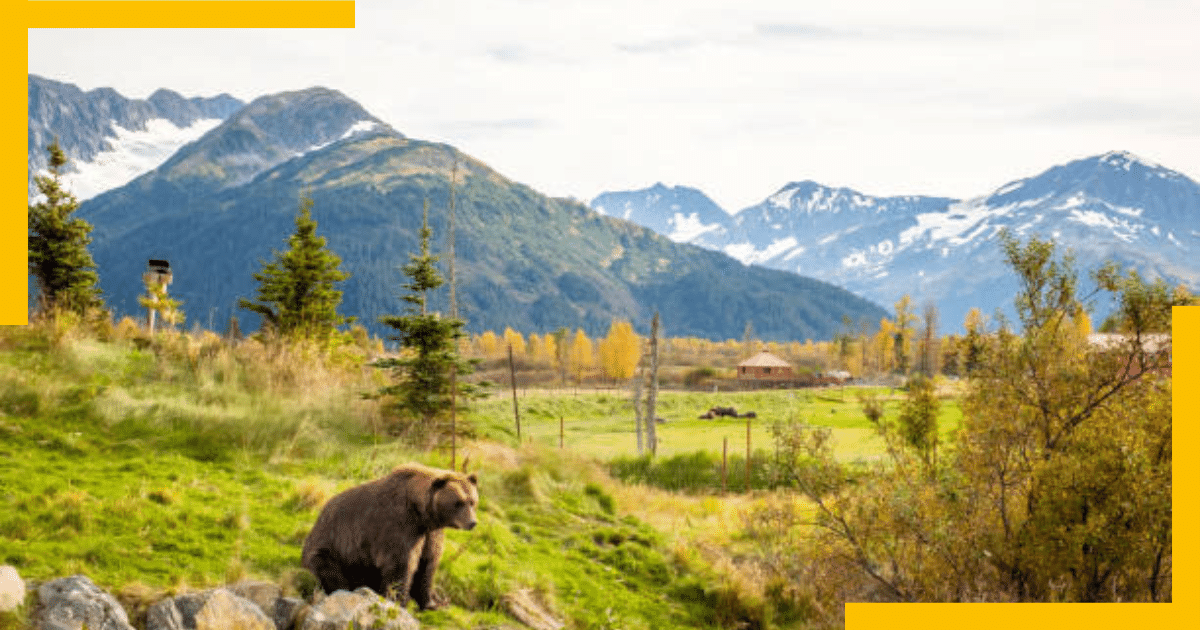 A bear in Alaska Wildlife Conversation Center