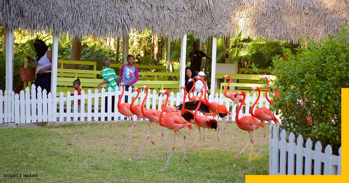 Best Islands in The Bahamas-Ardastra Gardens, Nassau, Bahamas