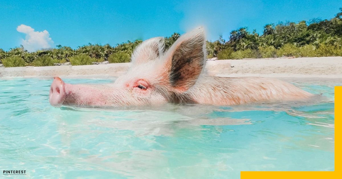 Best Islands in The Bahamas-Swimming with Pigs, Exuma, Nassau, Bahamas