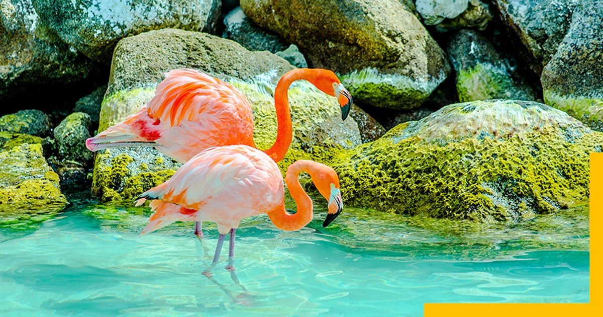 Pink Flamingos on Water during day time, Aruba, The Caribbean Sea, Venezuela