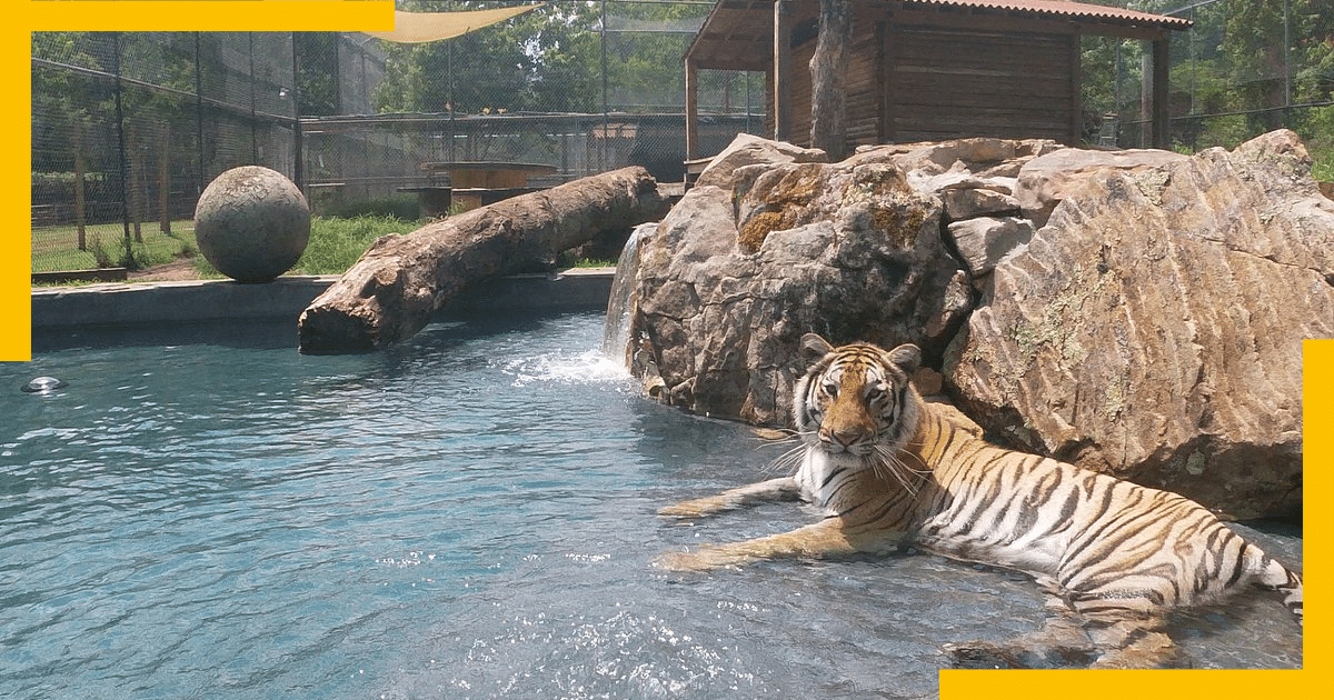 A tiger sitting in a pool