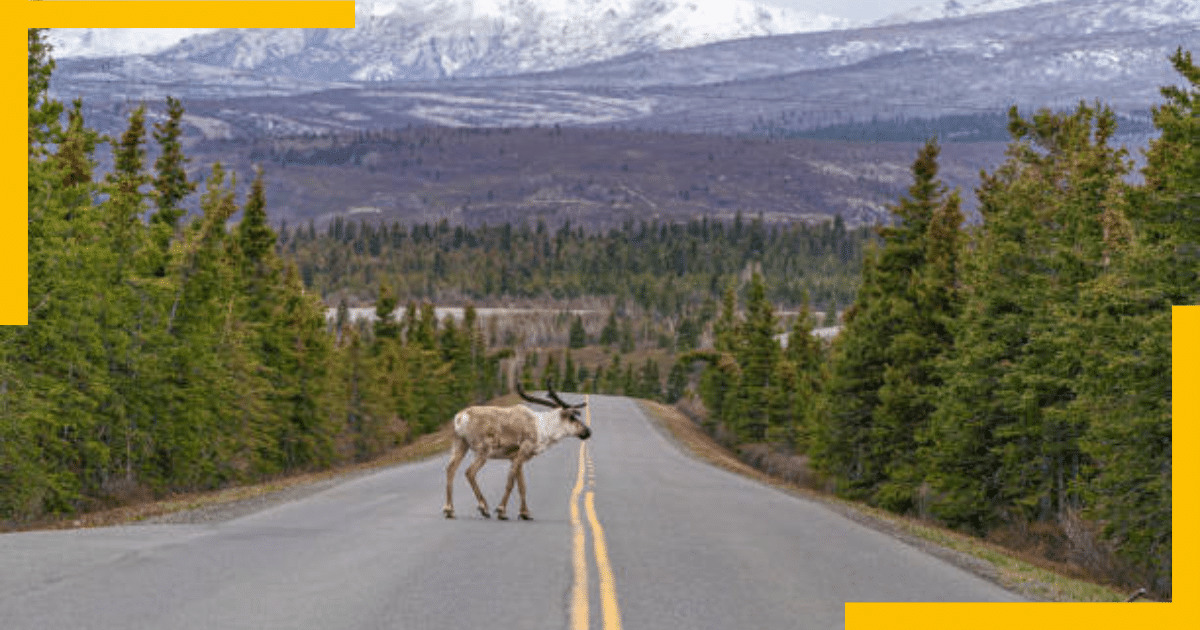 Denali Park Road