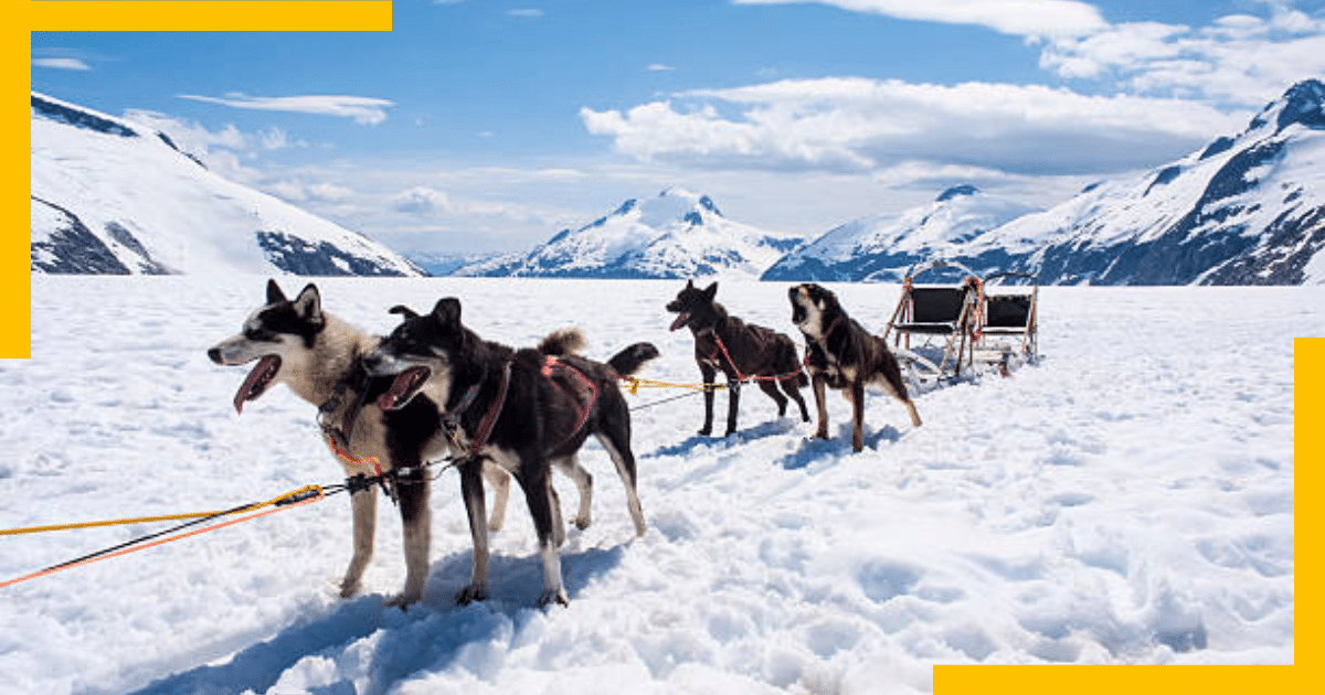 Dogs attached to a sled