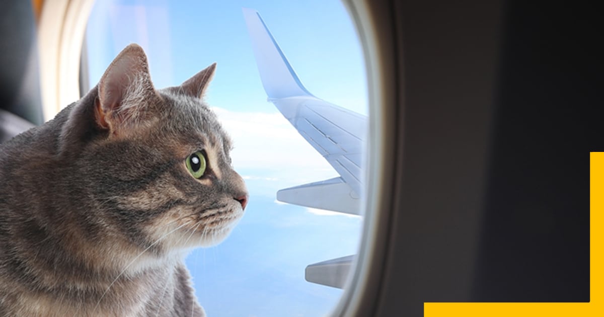 How to travel long distance with a cat,How to Travel with a Cat on a Plane