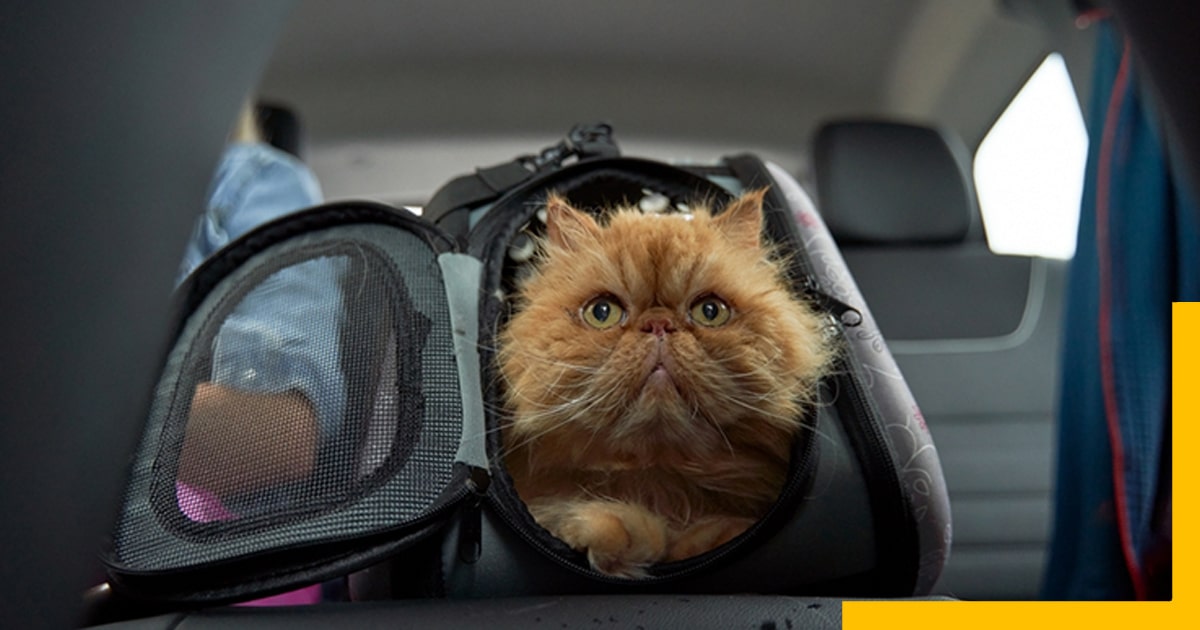 Prepare The Carrier While Driving Long Distances With a Cat