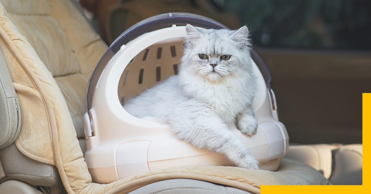 How to travel long distance with a cat,Understanding the Challenges