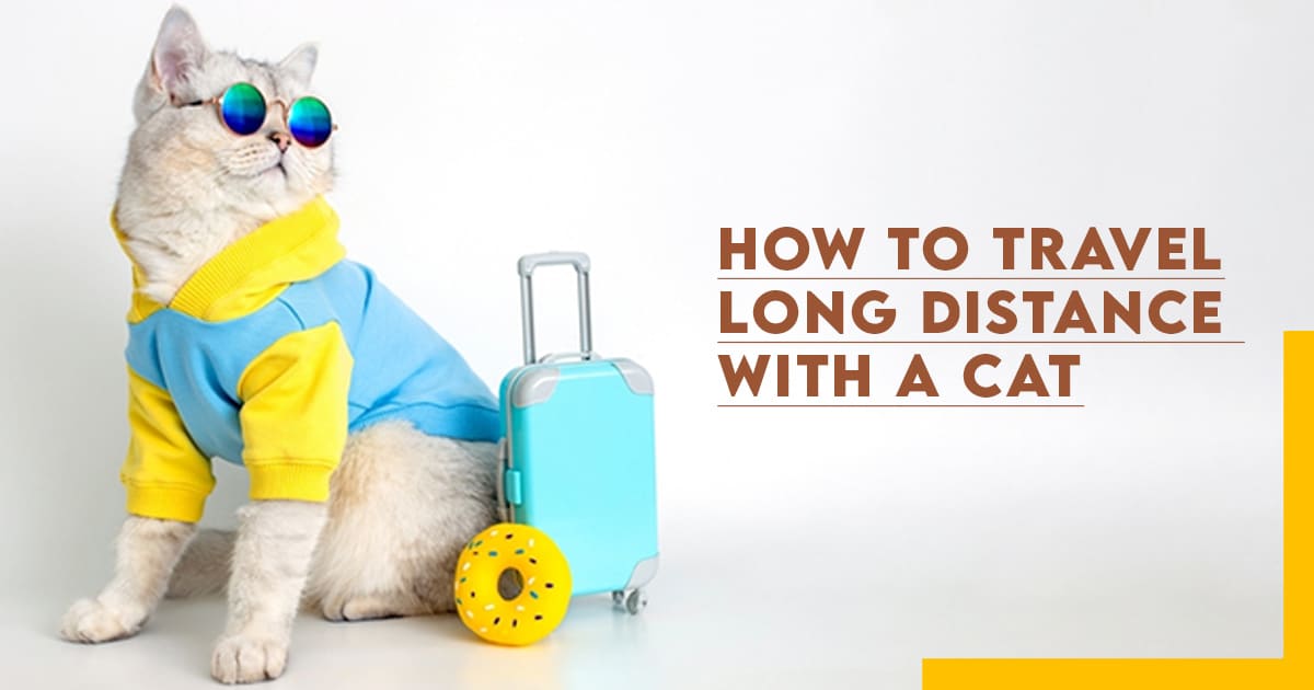 How to travel long distance with a cat,main