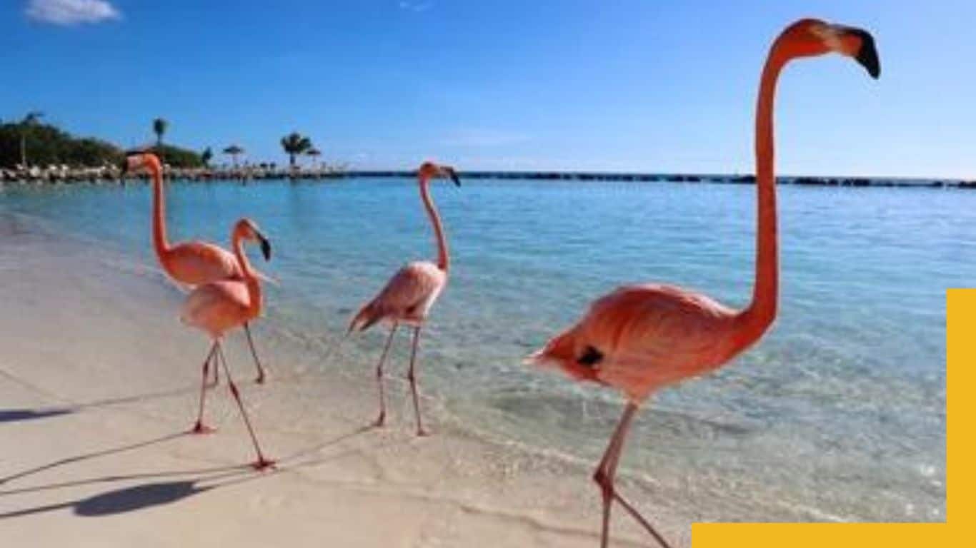 Flamingo Beach Aruba, The Caribbean Sea