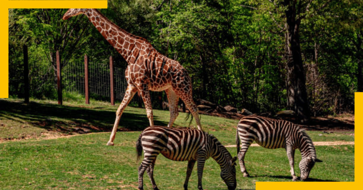 Zebras and a giraffe