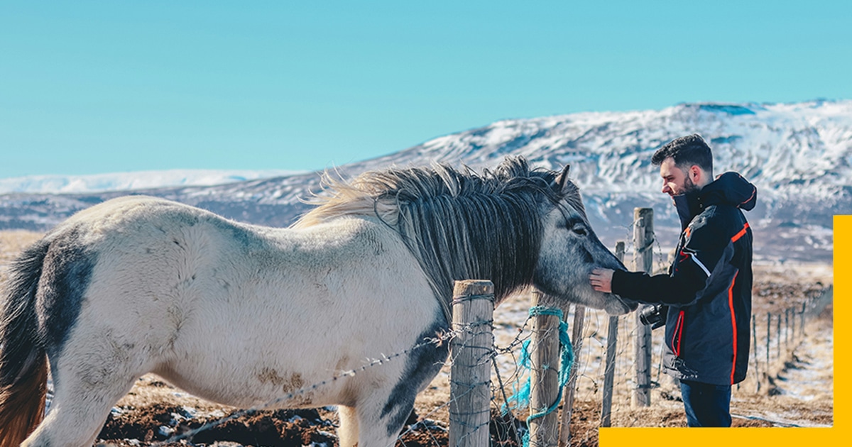 A man petting an Icelandic horse