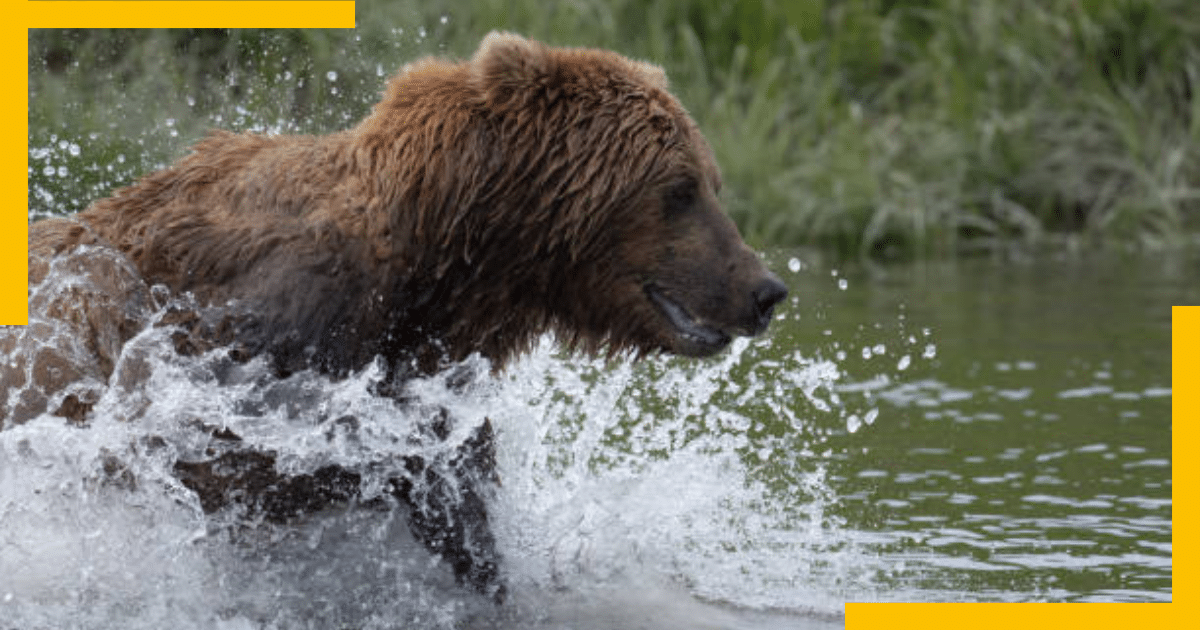 A brown bear in McNeil River State Sanctuary, Alaska