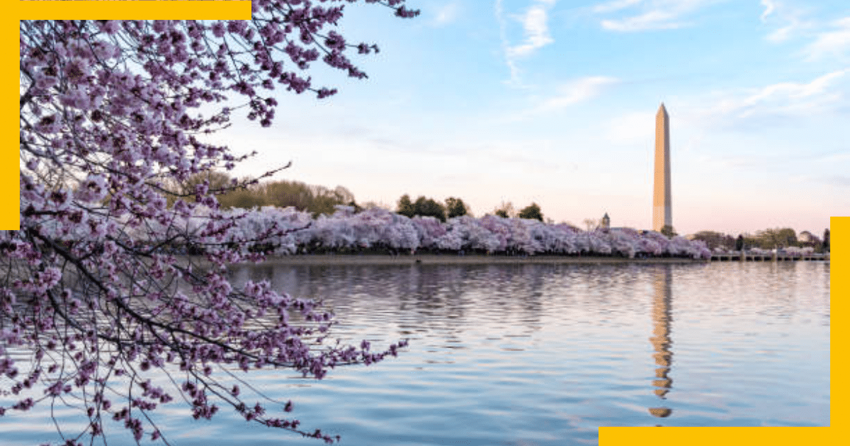 National Cherry Blossom Festival