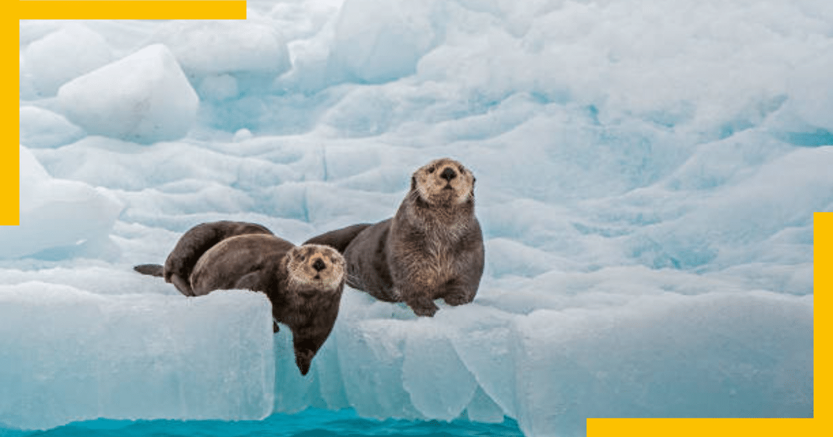 Seals on the Prince William Sound