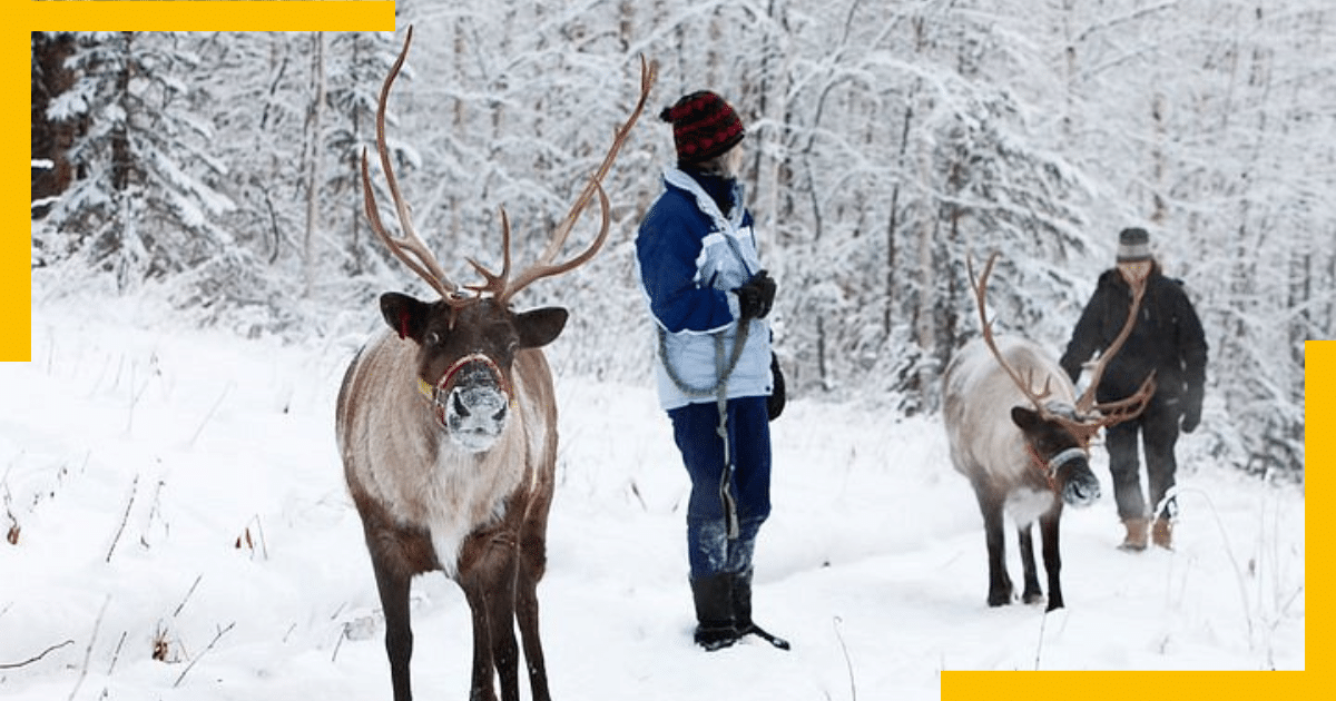 A man petting a reindeer in Running Reindeer Ranch