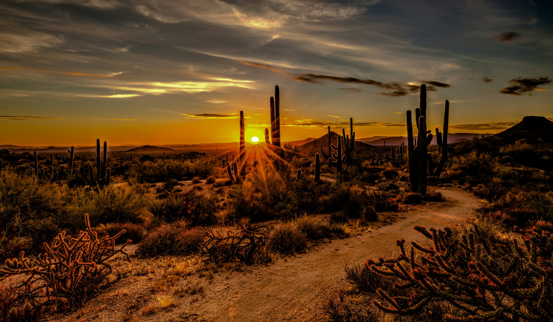 Sunset at Cactus Desert in Scottsdale-Arizona, USA