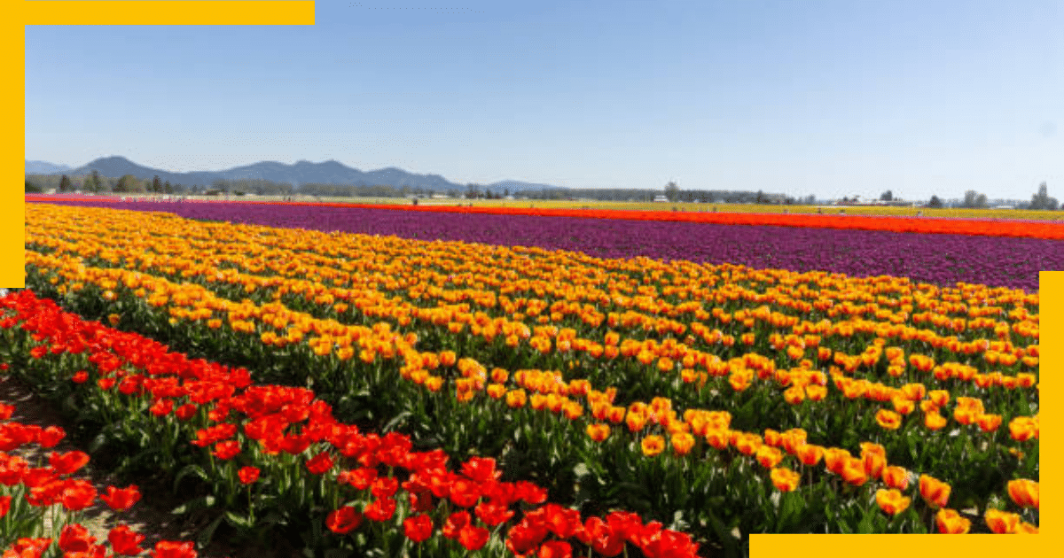 A field of Tulips in Skagit Valley , USA