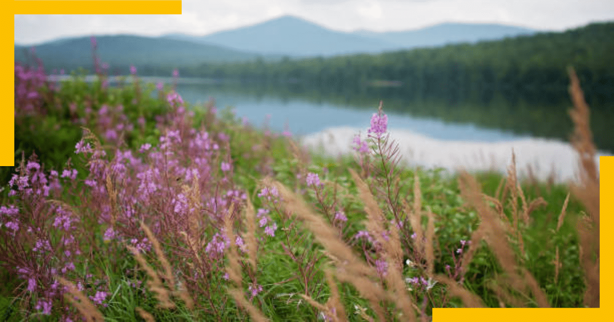 Lavender fields in Maine