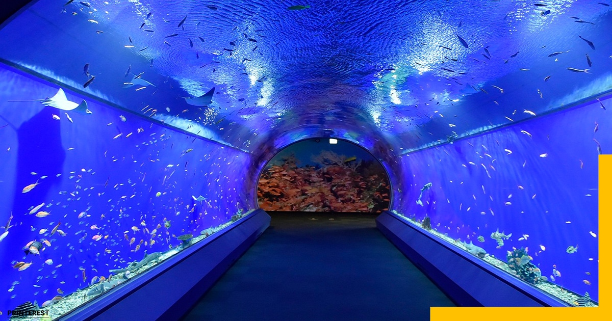 Things to Do in Osaka Japan-Osaka Aquarium Kaiyukan, Osaka, Japan