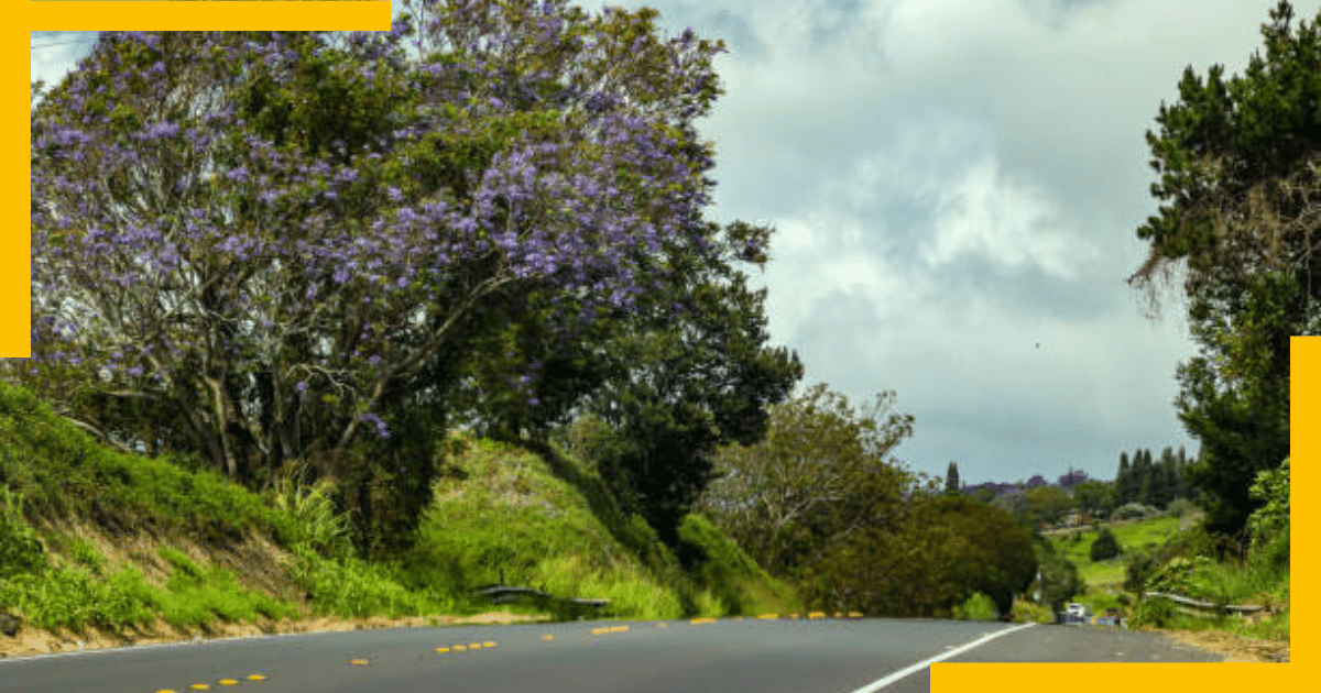 Upcountry Drive, Maui, Hawaii