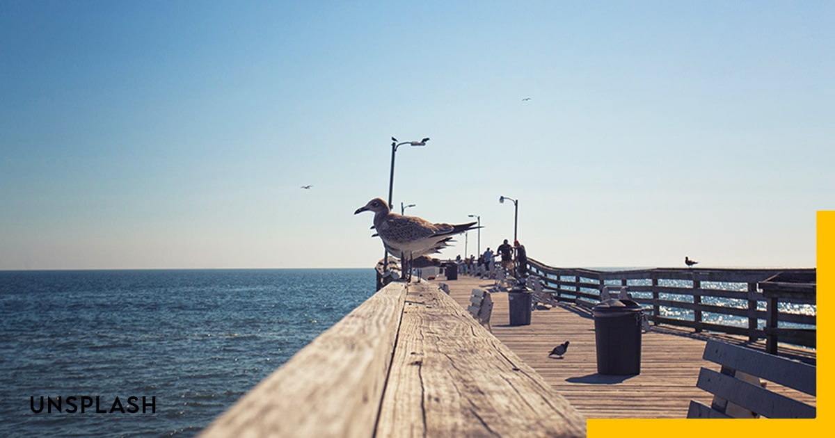 United States, Virginia Beach, VA, water, sea, bird