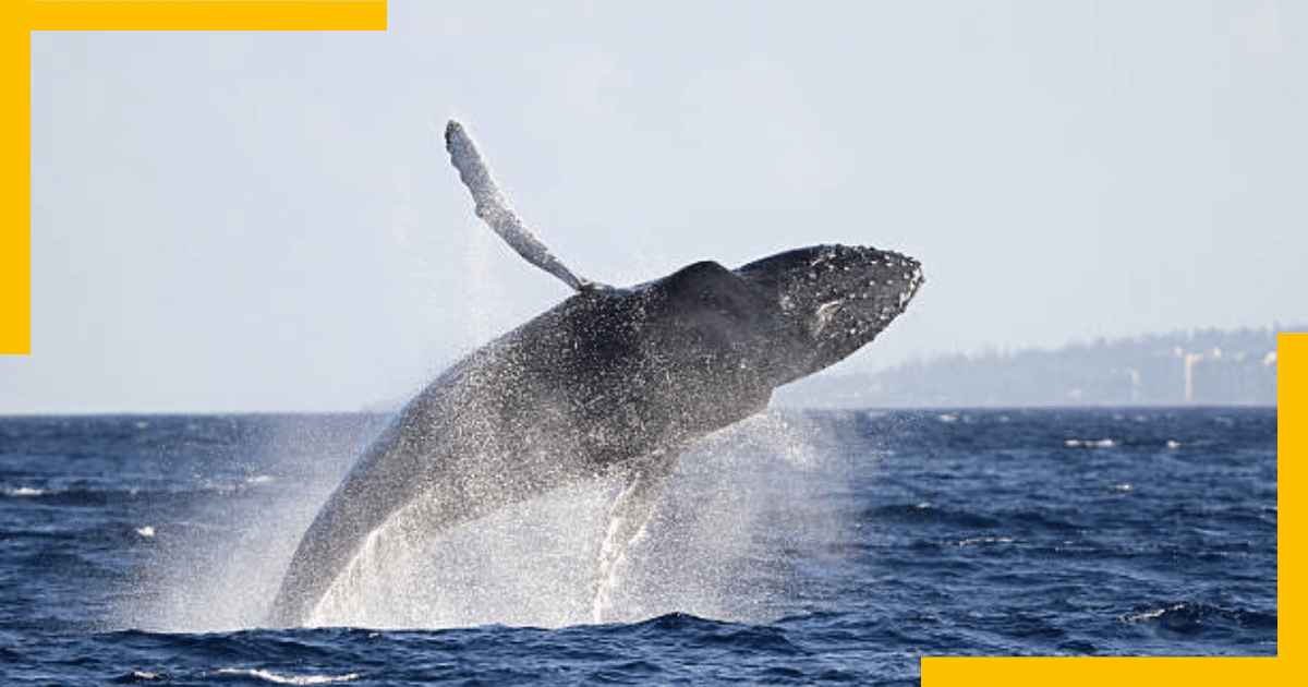 Humpback Whale Breaching out of the sea