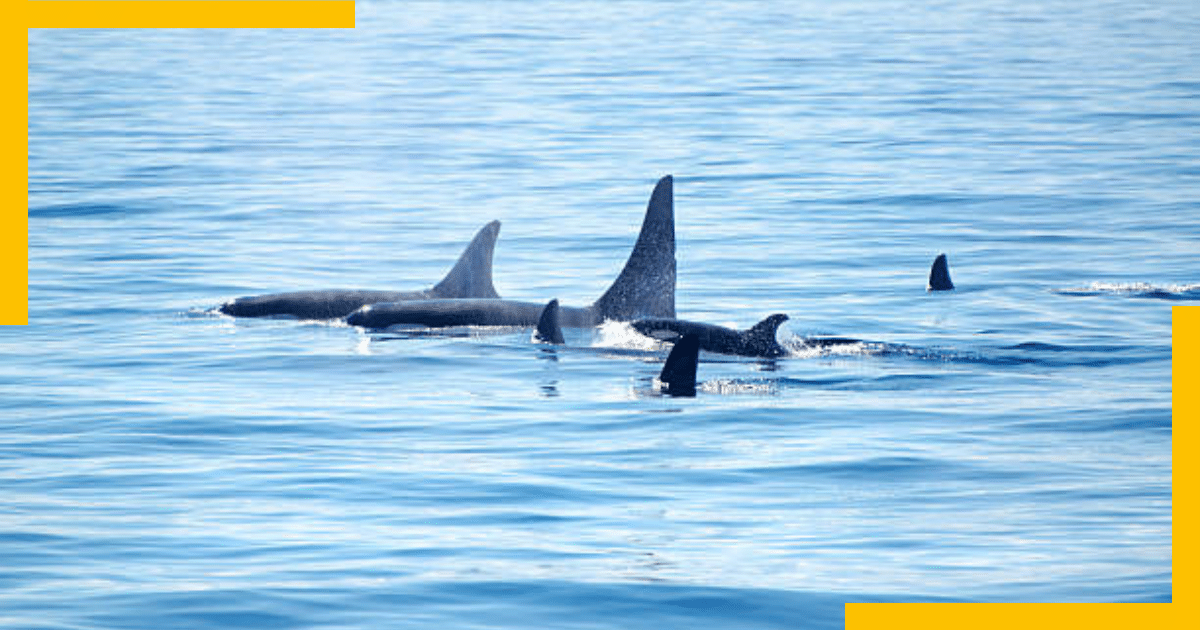 A pod of orcas