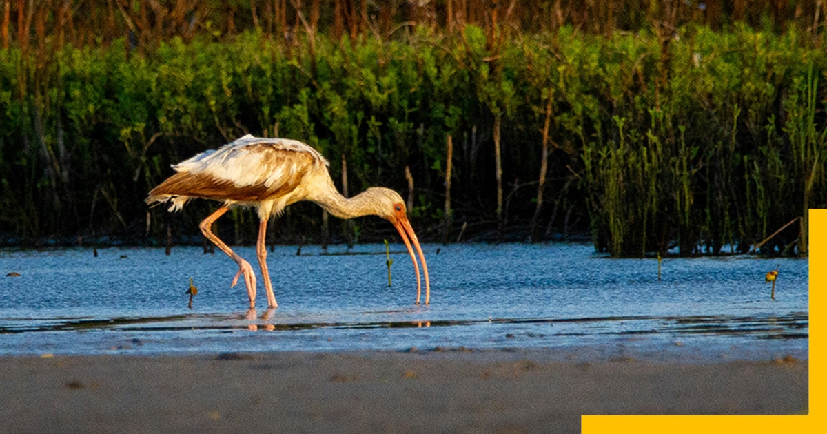 Aransas National Wildlife Refuge: A Refuge for Wildlife 