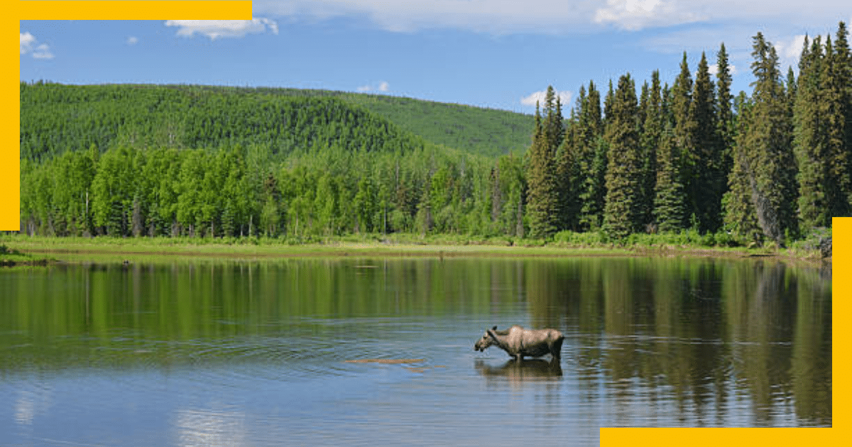 Moose Standing in a lake