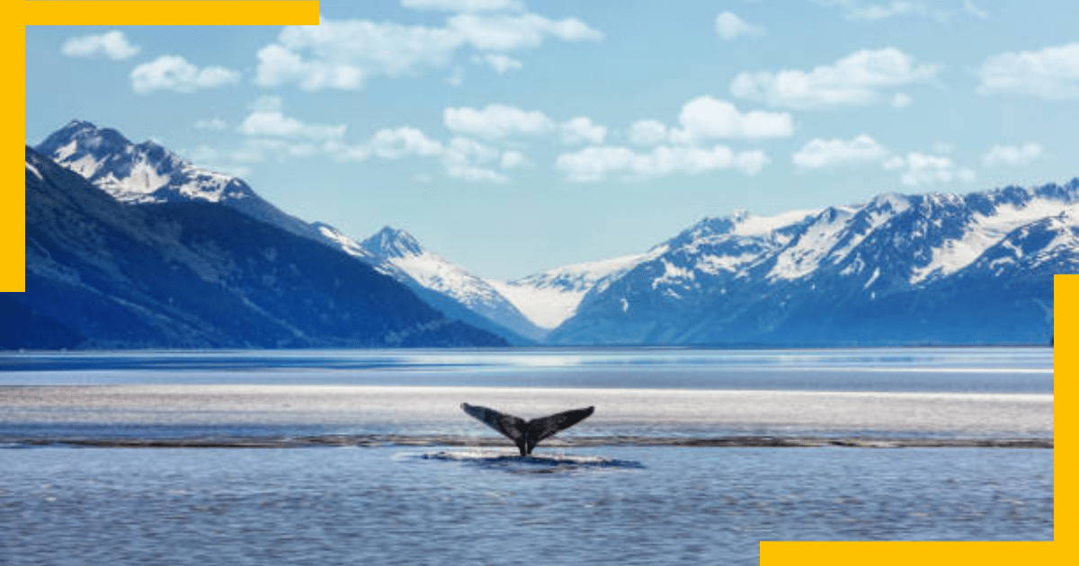 Whale watching in Alaska