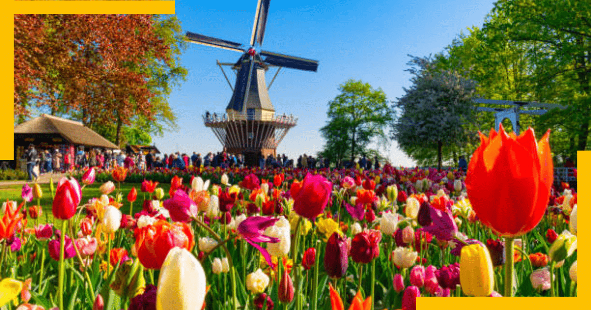 Tulips field with a windmill in the background in Amsterdam, Netherlands