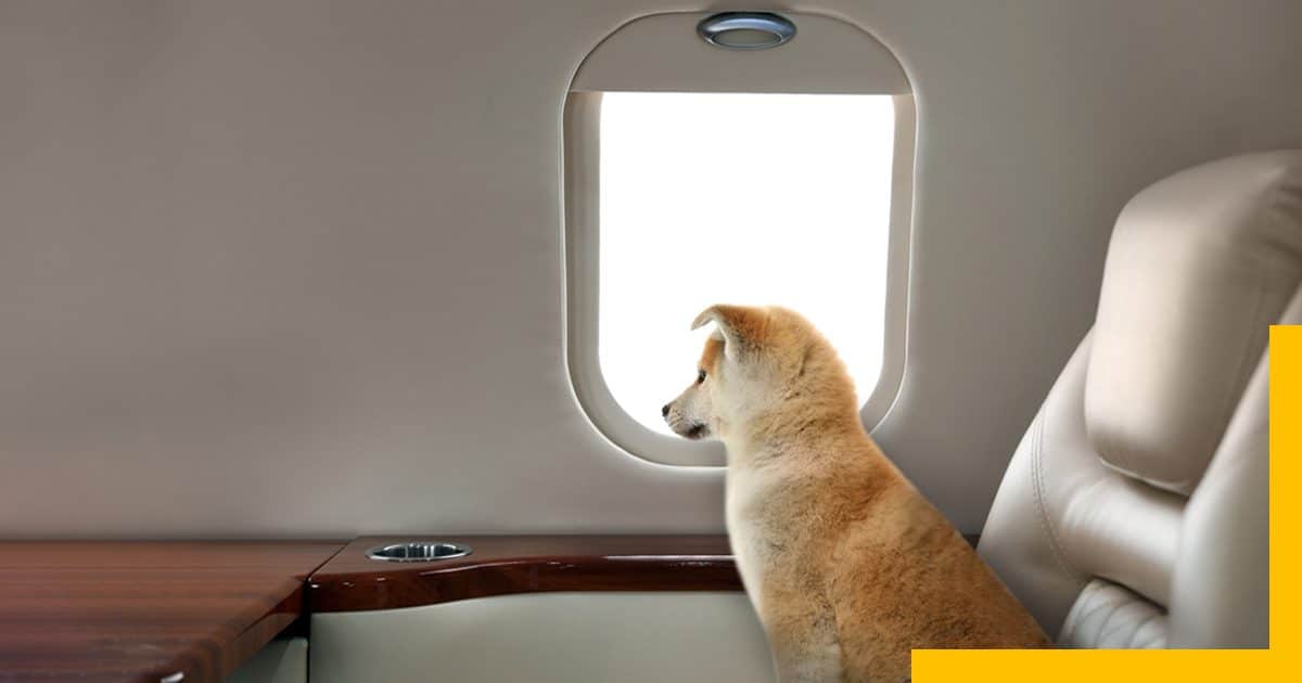 Puppy sitting near plane window seat