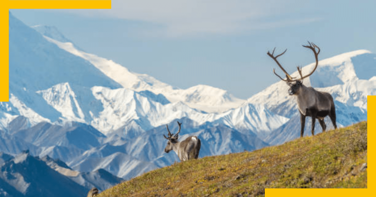 Moose standing on a hill