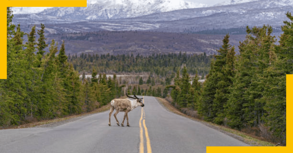 A moose standing in front of a road in Denali National Park