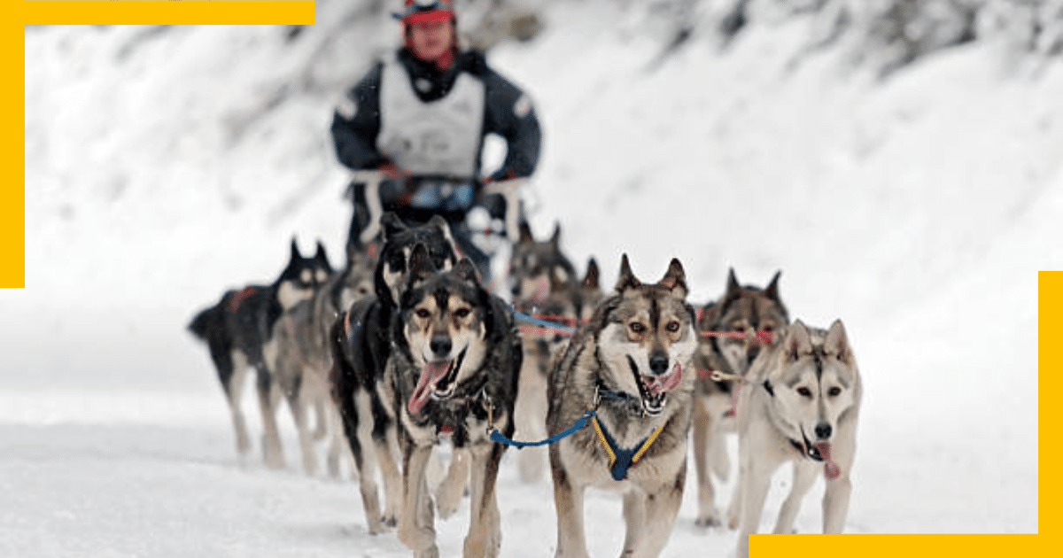 Dogs attached to a sled