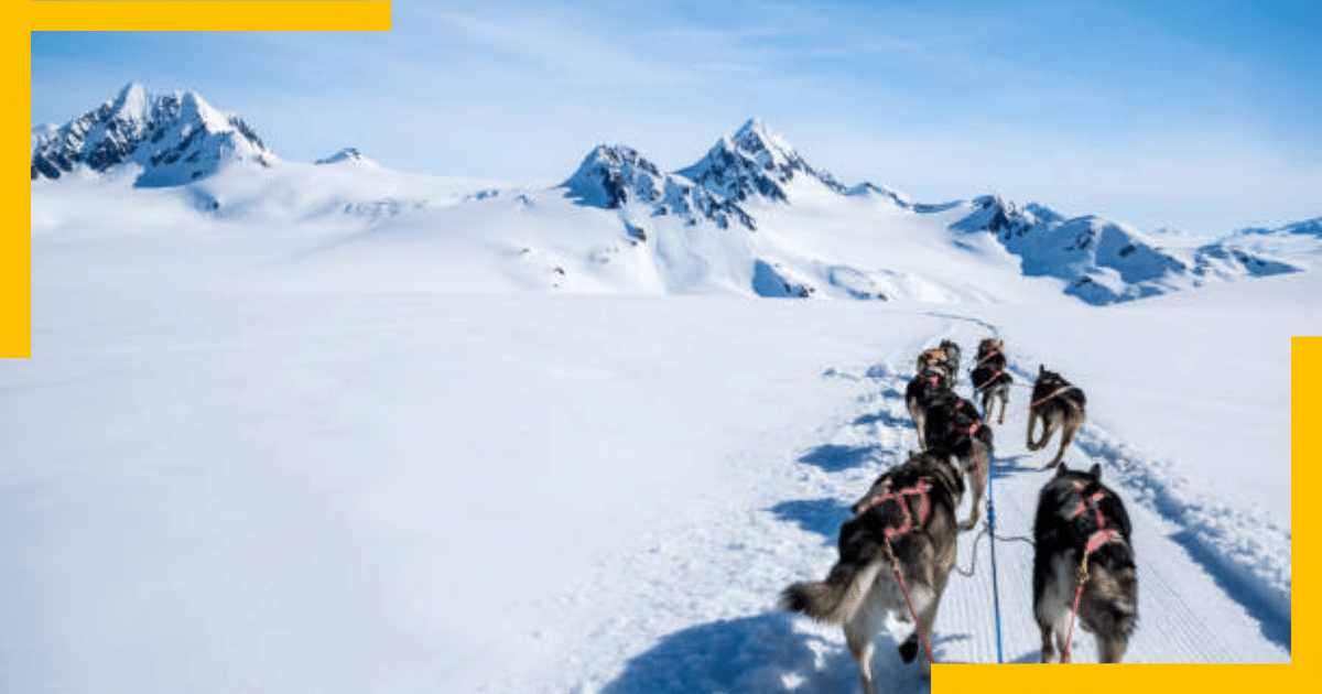 Dogs attached to a sled