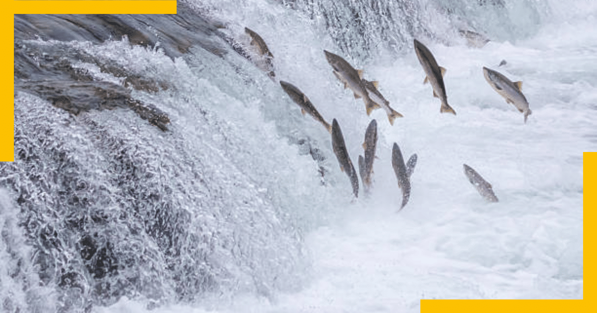 A shoal of fish jumping out of water