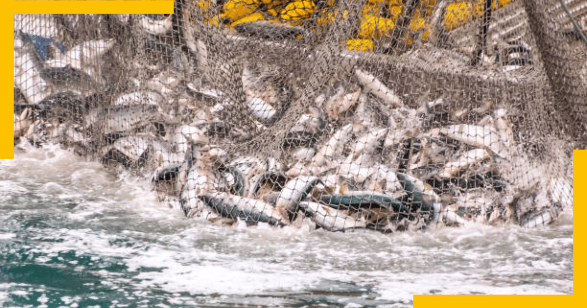 Fishes in a net in Alaska