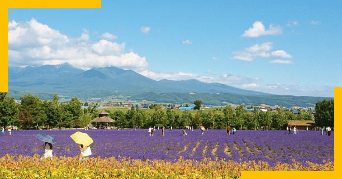 Lavender fields and mountains in the background in Hokkaido , Japan
