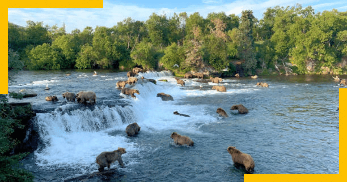 Bears in Brooke's Fall ,Alaska