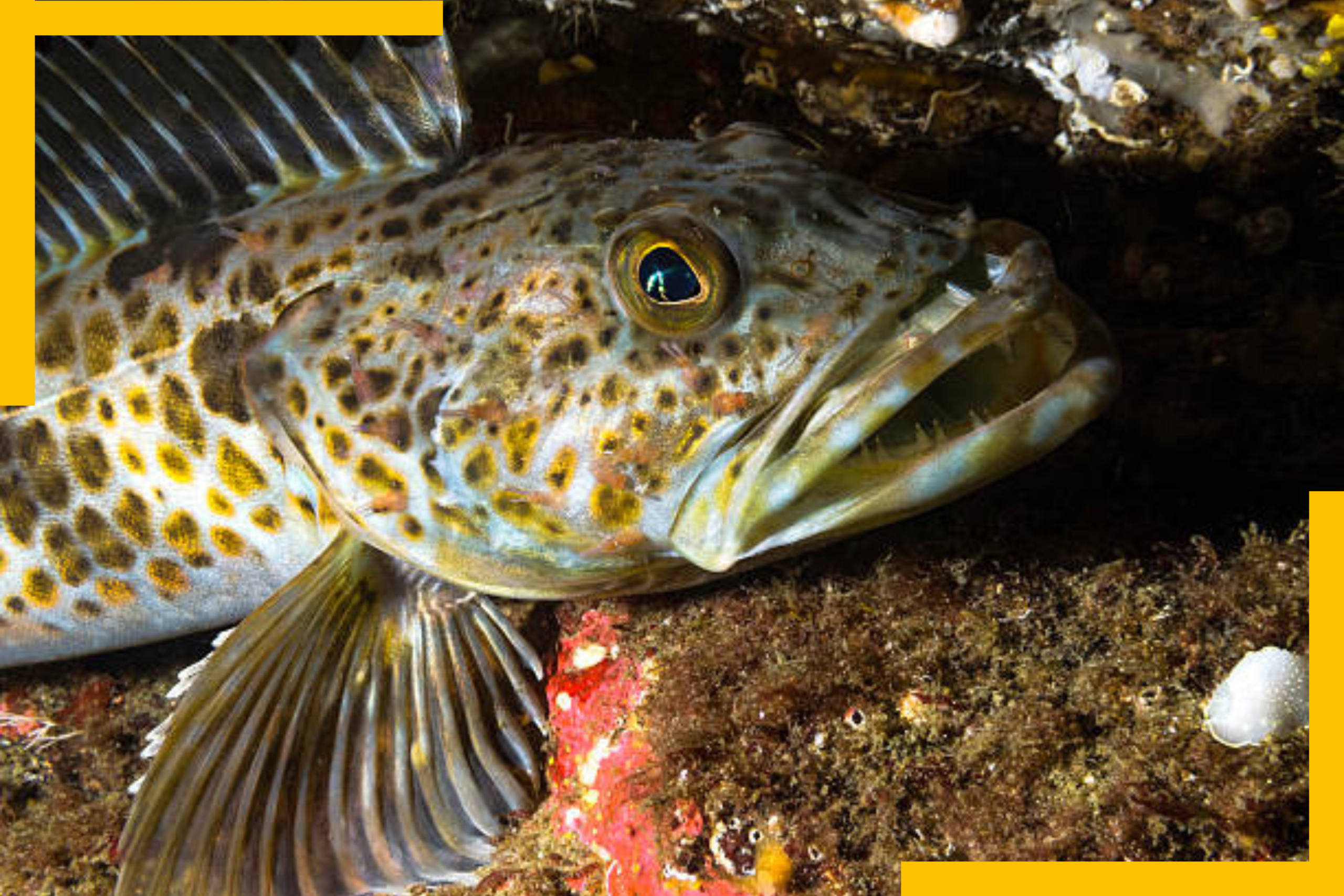 Lingcod Fish in Deep Sea