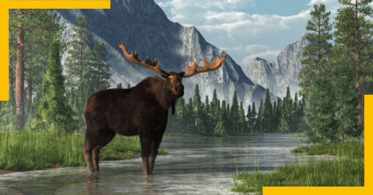 A moose standing in front of a lake and mountains in the background