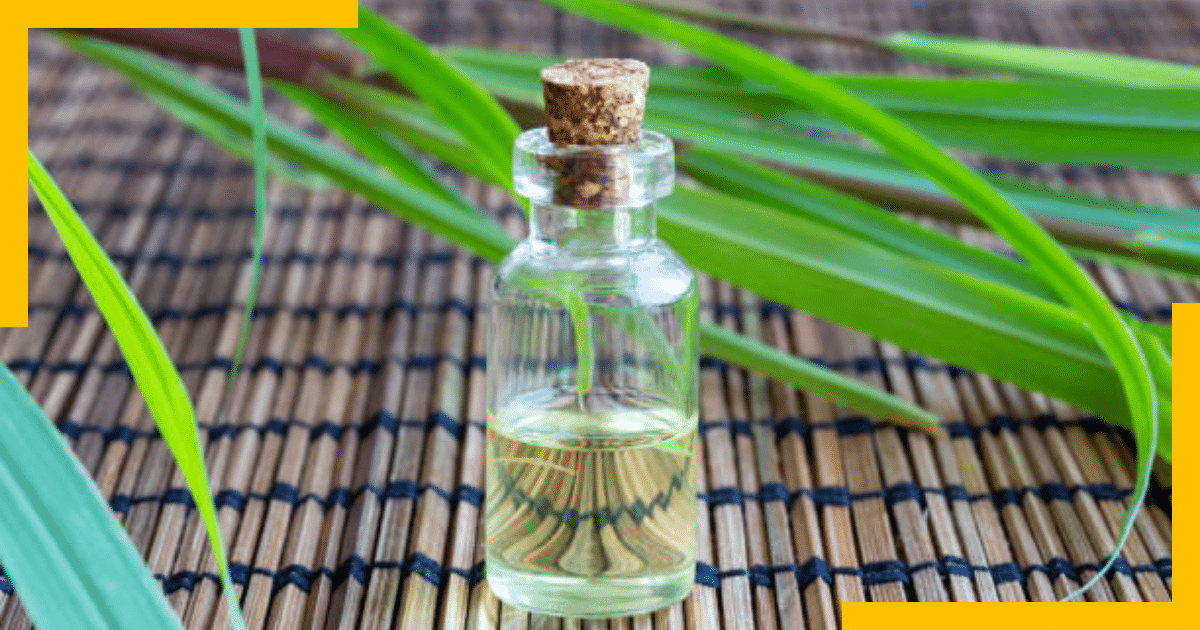 Citronella oil bottle with its plant