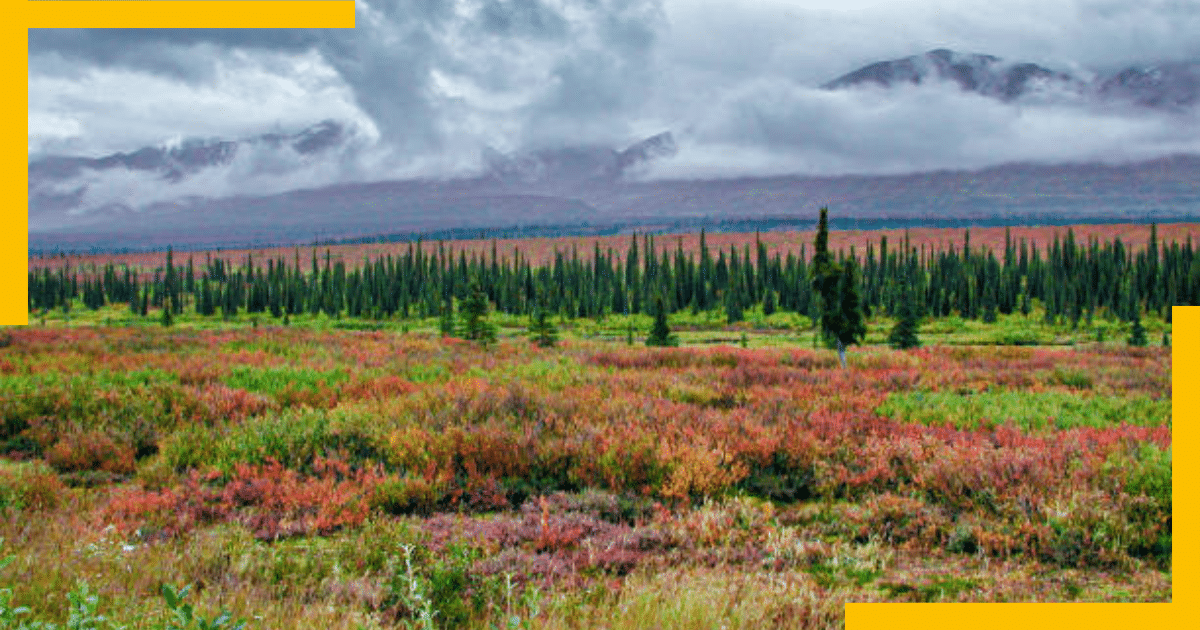 Scenic view of greenery in Alaska