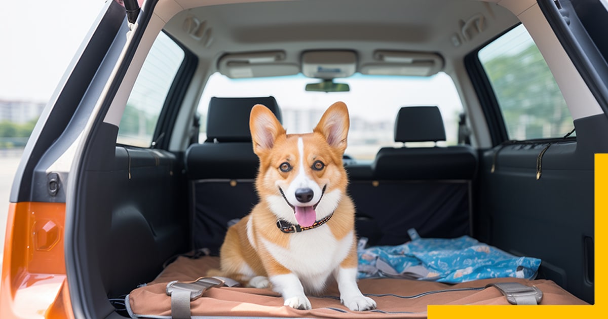 Guide to Traveling with a Puppy: Tips on How to Travel Comfortably Together
