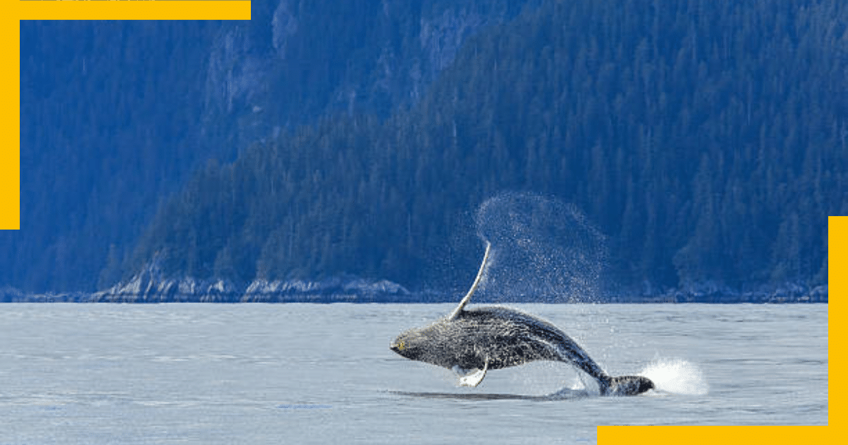 A whale jumping out of water