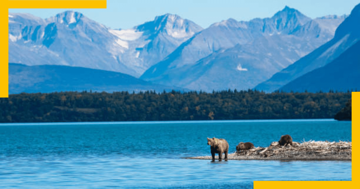 Bears on the bank of a river